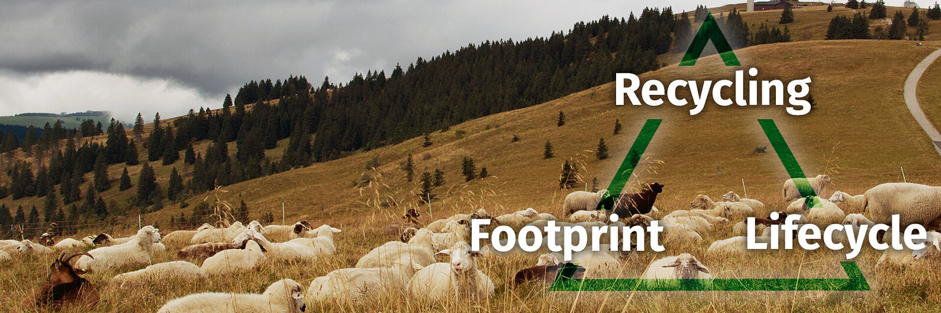 [Translate to Italienisch:] black forest landscape with sheeps and sustainability triangle