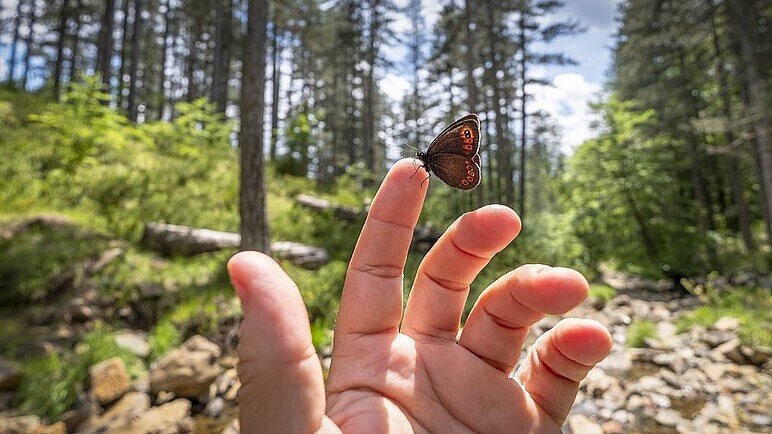 A butterfly sitting on a hand in the forest - the butterfly effect on the environment A butterfly sitting on a hand in the forest - the butterfly effect on the environment